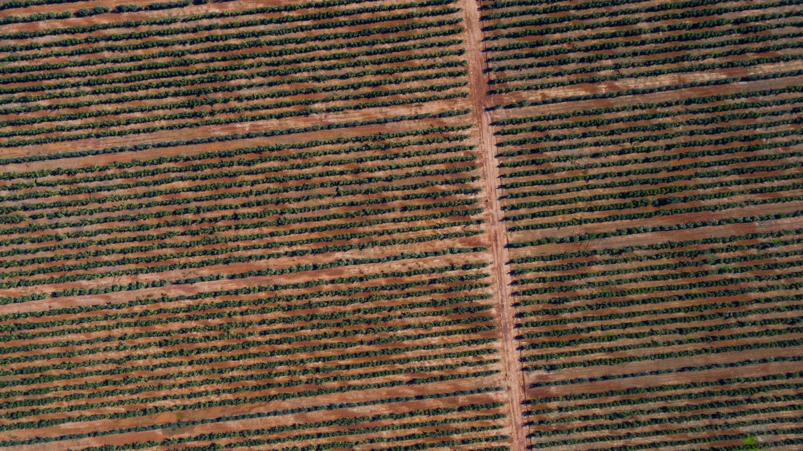 Scenic agricultural landscape in Chilean wine region